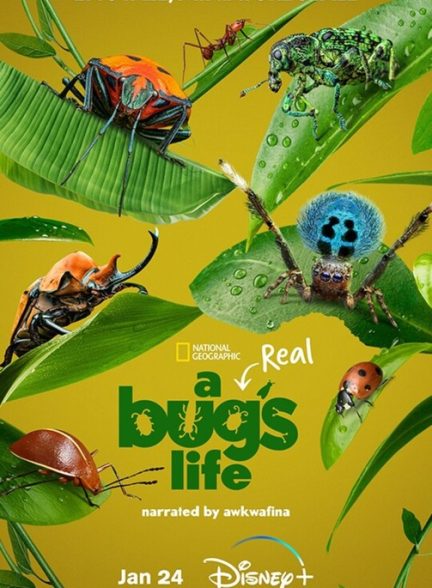 مستند A Real Bug’s Life