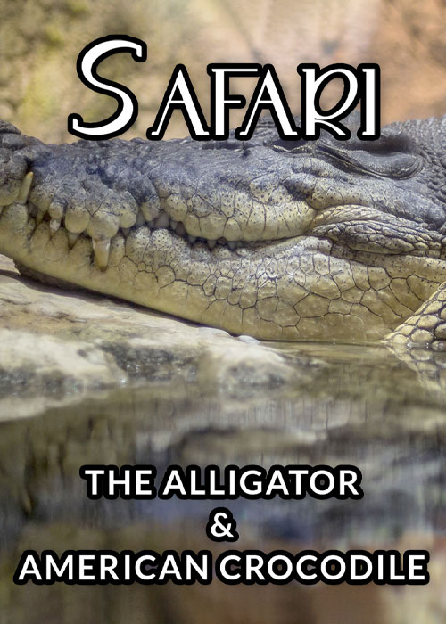 مستند سافاری: تمساح و کروکودیل آمریکایی با دوبله فارسی