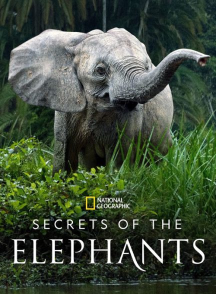 مستند اسرار فیل ها با زیرنویس فارسی Secrets of the Elephants