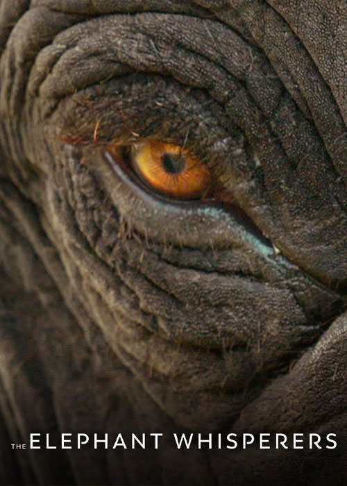 مستند نجواگران فیل ها با زیرنویس فارسی
