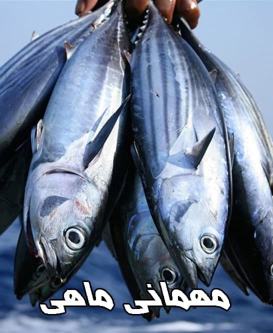 مستند مهمانی ماهیها