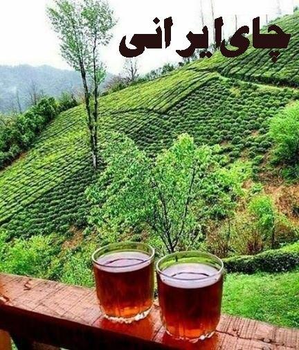 مستند چای ایرانی