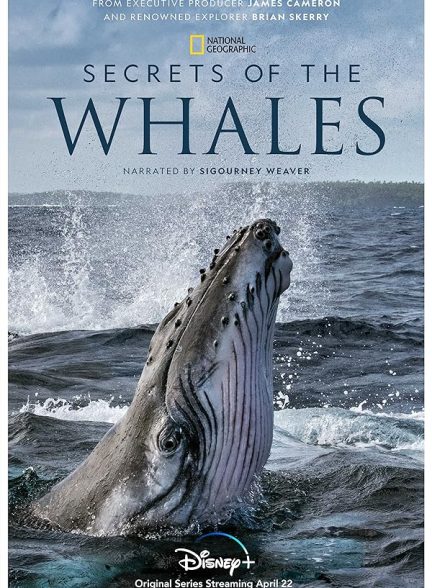دانلود مستند اسرار نهنگ ها با زیرنویس فارسی Secrets of the Whales 2021