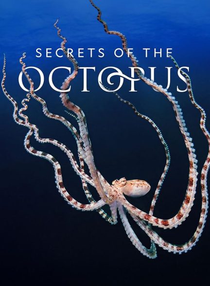 مستند اسرار اختاپوس با زیرنویس فارسی Secrets of the Octopus 2024