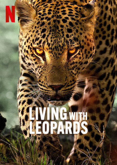 دانلود مستند زندگی با پلنگ ها با زیرنویس فارسی Living with Leopards 2024