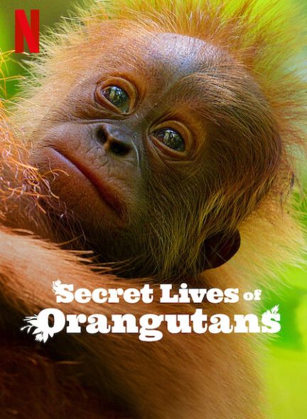 مستند زندگی مخفی اورانگوتان ها Secret Lives of Orangutans 2024