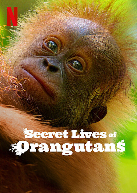 مستند زندگی مخفی اورانگوتان ها Secret Lives of Orangutans 2024